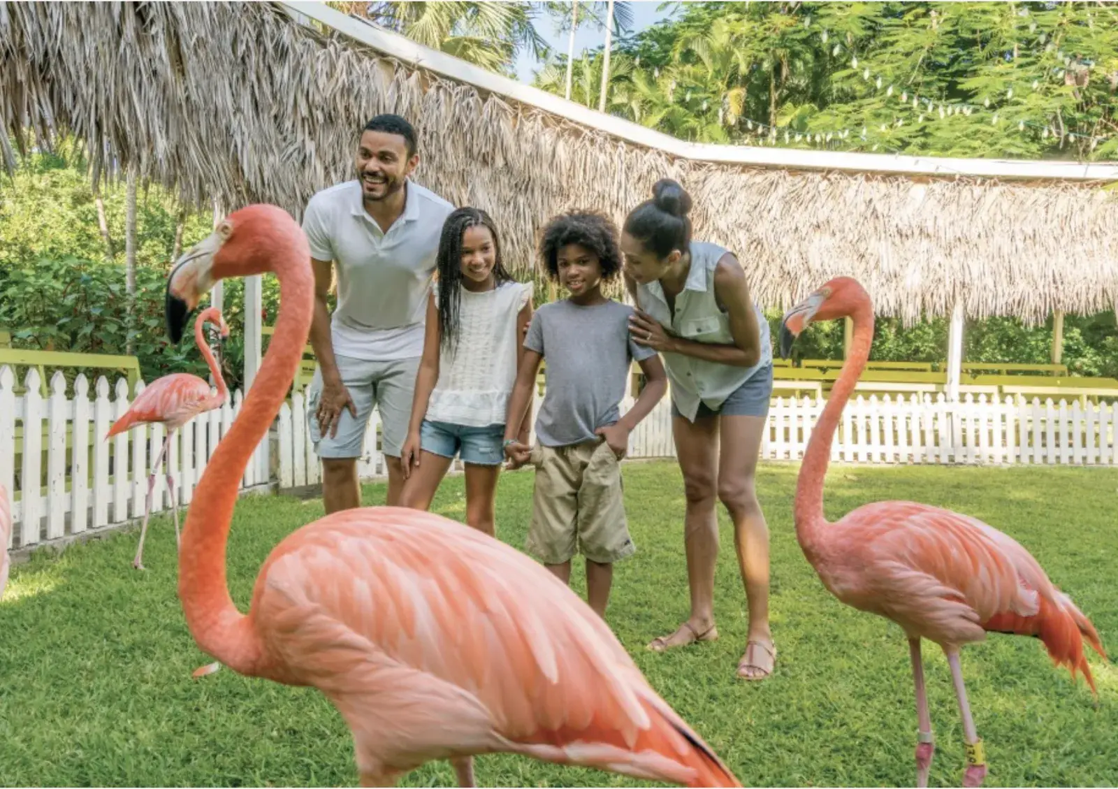 A family walks beside pink flamingos on a lawn at Ardastra Gardens.