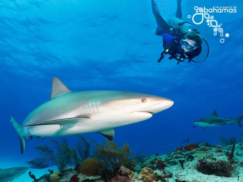 A scuba diver swims above a Caribbean reef shark near Bimini.