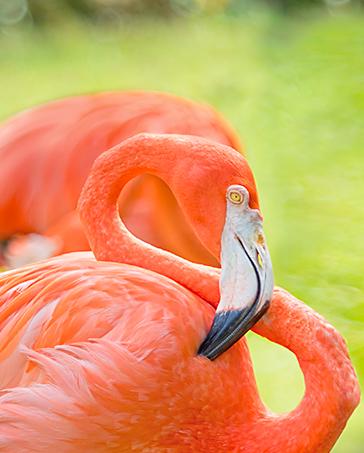 Inagua Flamingo Colony