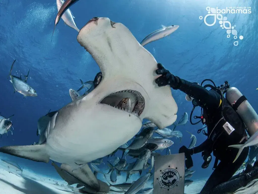 A scuba diver beside a great hammerhead shark.
