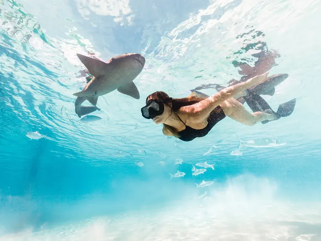 A snorkeler swims with nurse sharks over white sand.