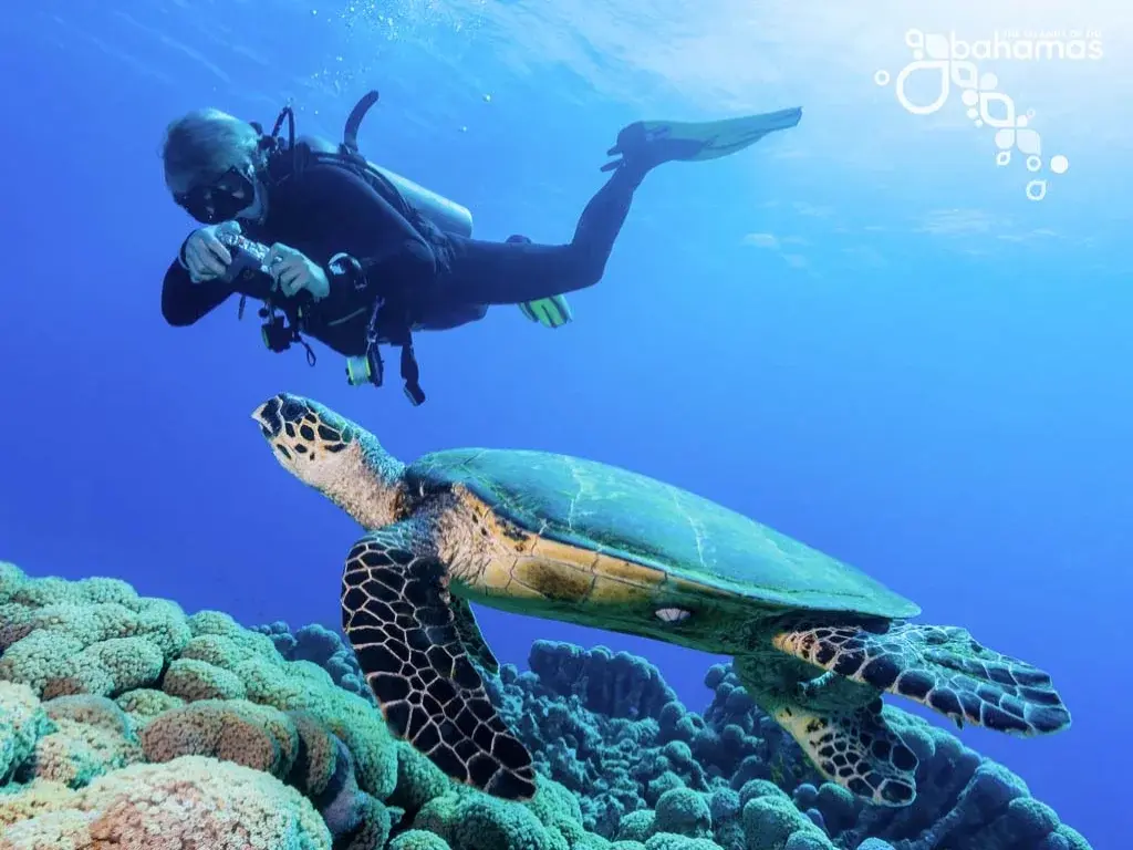 A scuba diver swims with a hawksbill turtle over coral.