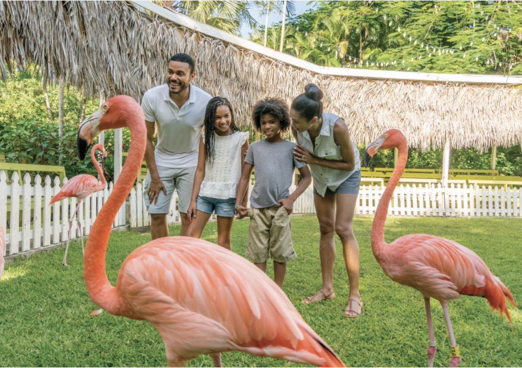 Ardastra Gardens & Wildlife Conservation Centre