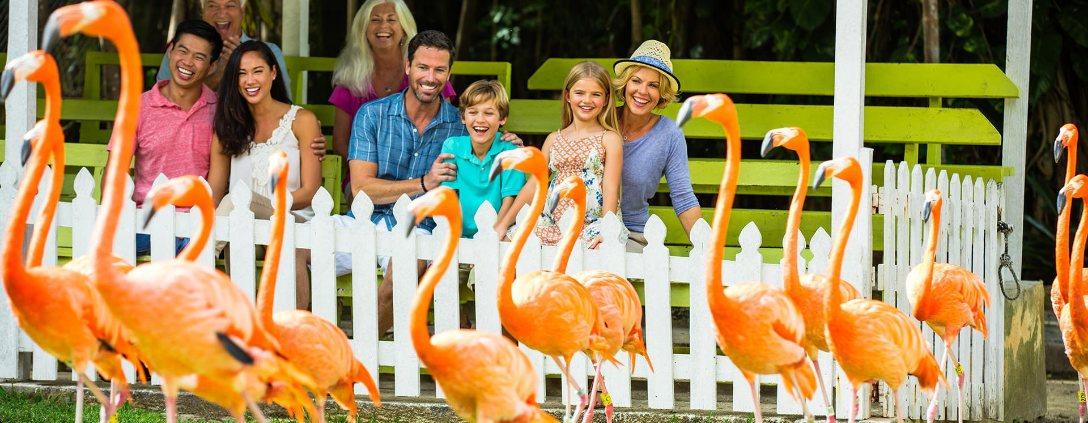 A family behind a white picket fence watches a flock of pink flamingos at Ardastra Gardens.